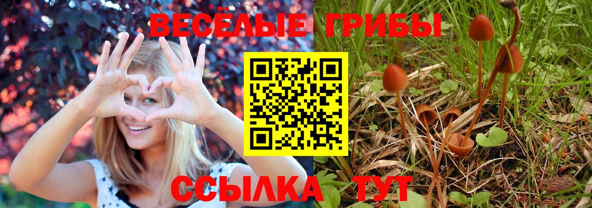 Псилоцибиновые грибы Psilocybe Асино
